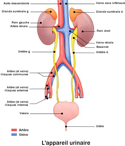 Bilan vasculaire