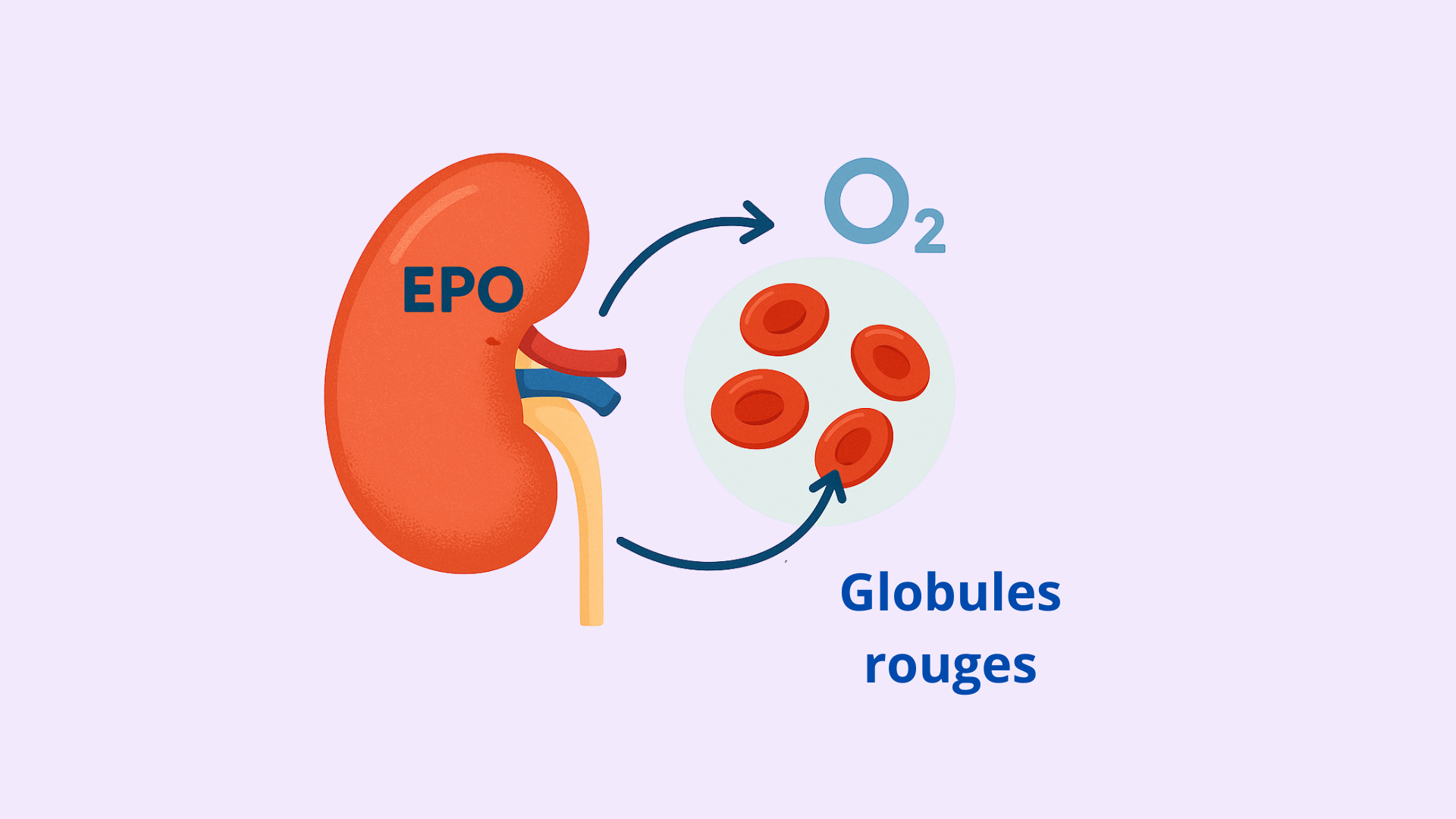 Produire l'EPO
